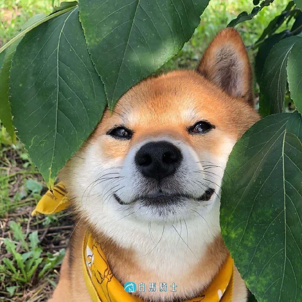 可爱柴犬摄影照片头像  - 第 1 页-白马骑士