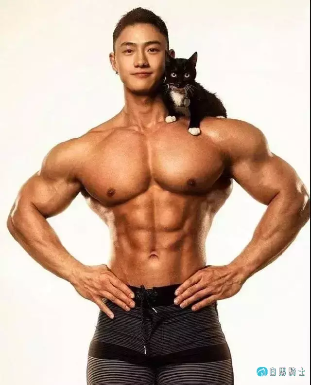 肌肉男与喵星人，让人无法抗拒的可爱-白马骑士